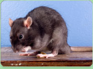 rat control Wellingborough