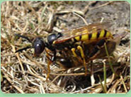 wasp control Wellingborough